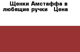 Щенки Амстаффа в любящие ручки › Цена ­ 15 000 - Крым, Керчь Животные и растения » Собаки   